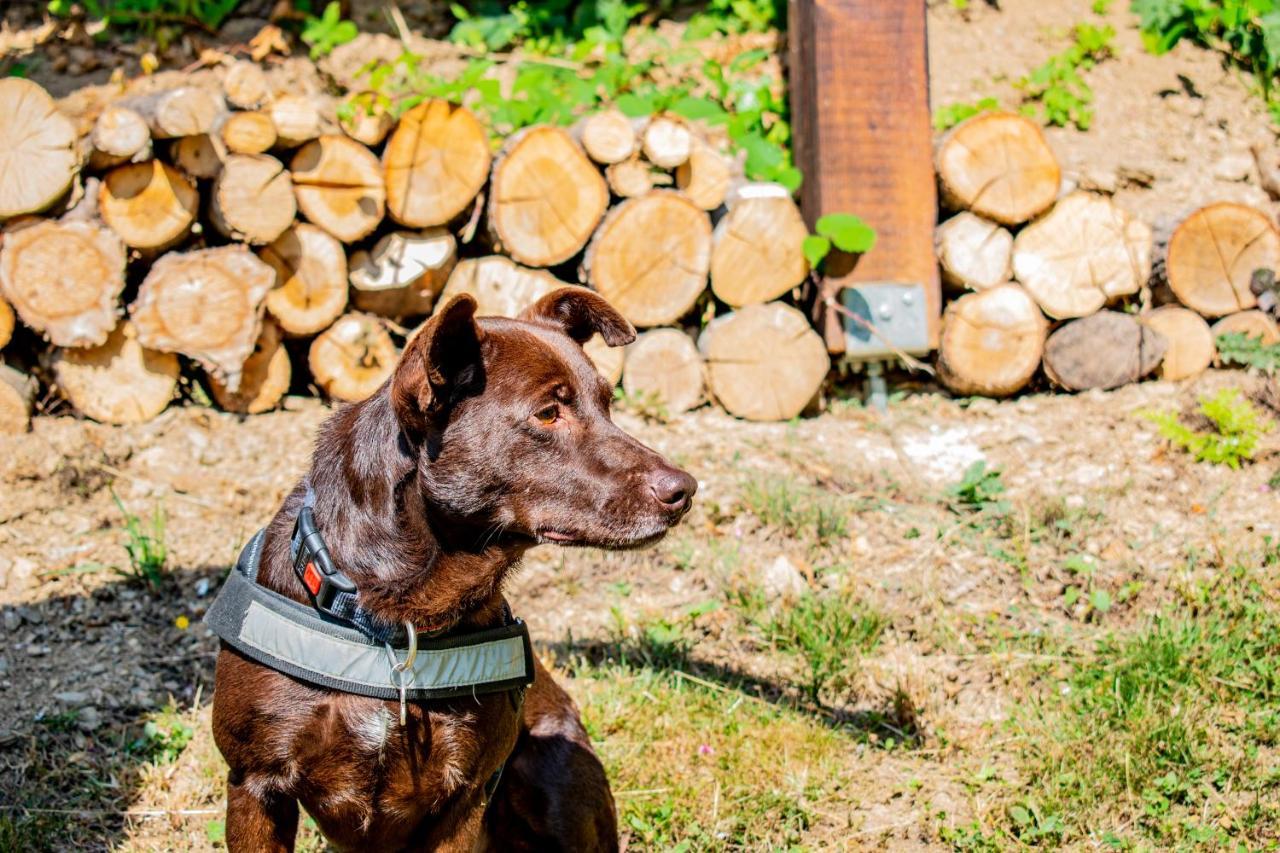 Robinzonski Turizam "Robin' S Hood" Skrad Zewnętrze zdjęcie